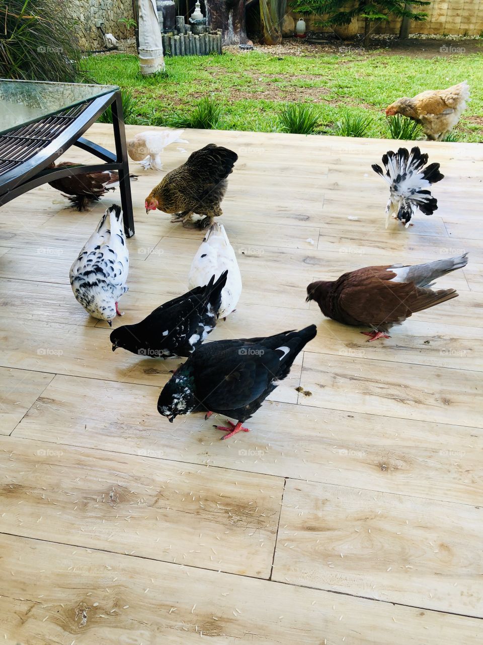 Breakfast with Pigeons