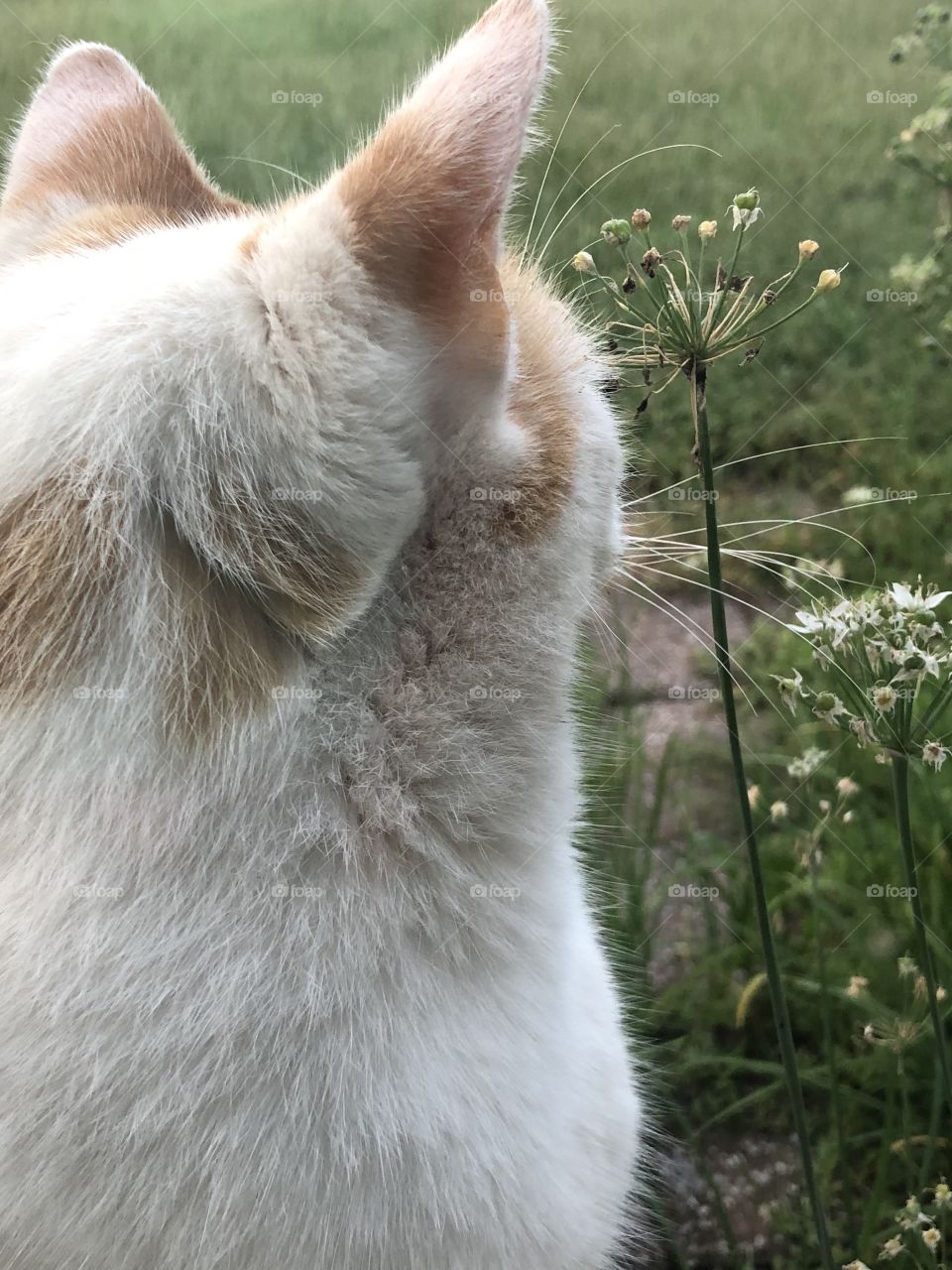 Cat looking back. Pretty flowers beside her