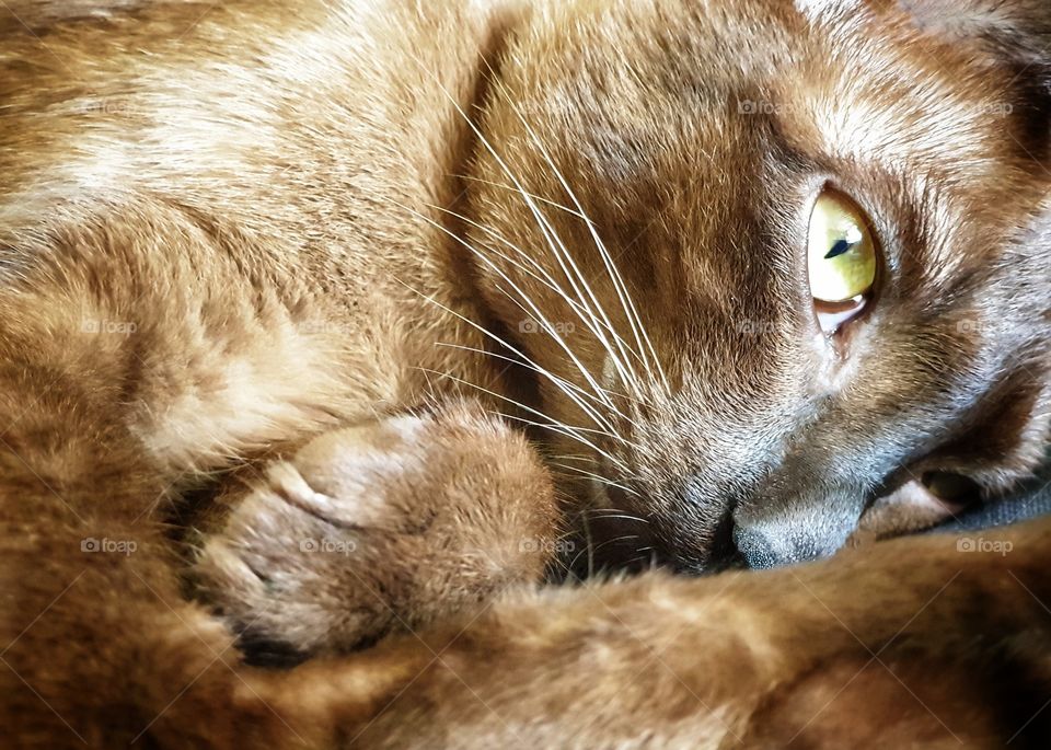 A dark brown burmese cat breed of domestic cat, originating in Thailand lying on a sofa with open eyes. - Close up