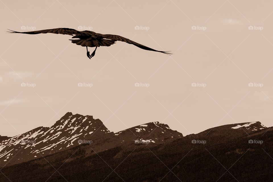 Black Raven flying toward mountain peaks in Canada's Rocky Mountains Banff Alberta 
Freedom