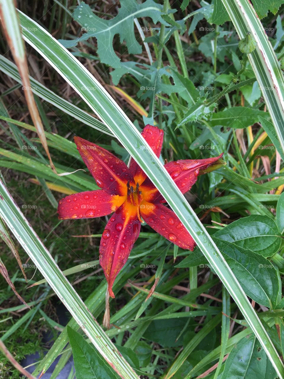 Tiger Lilly after the rain