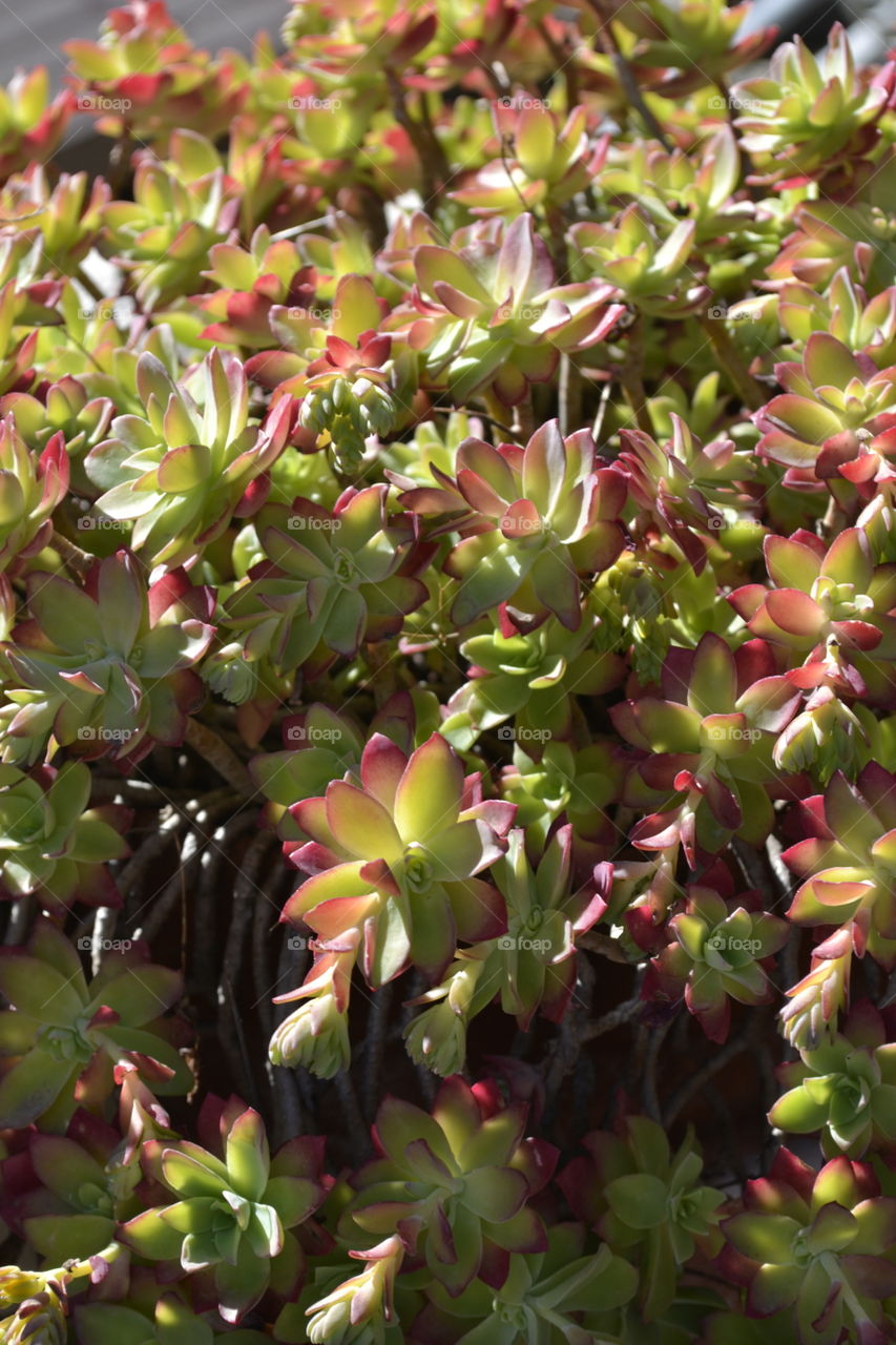 Succulent plant on my balcony.