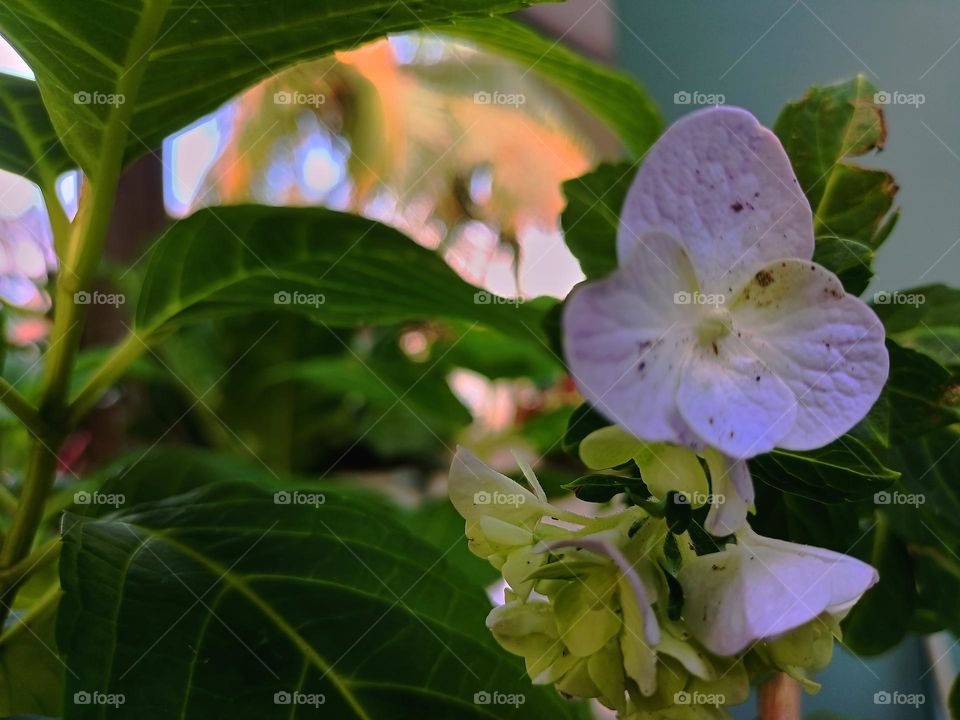 Blooming hydrangea flower close-up. Lush flowering hortensia on the garden. Blue and white hydrangea in bloom. Blooming hydrangea flower close-up. Lush flowering hortensia on the garden.