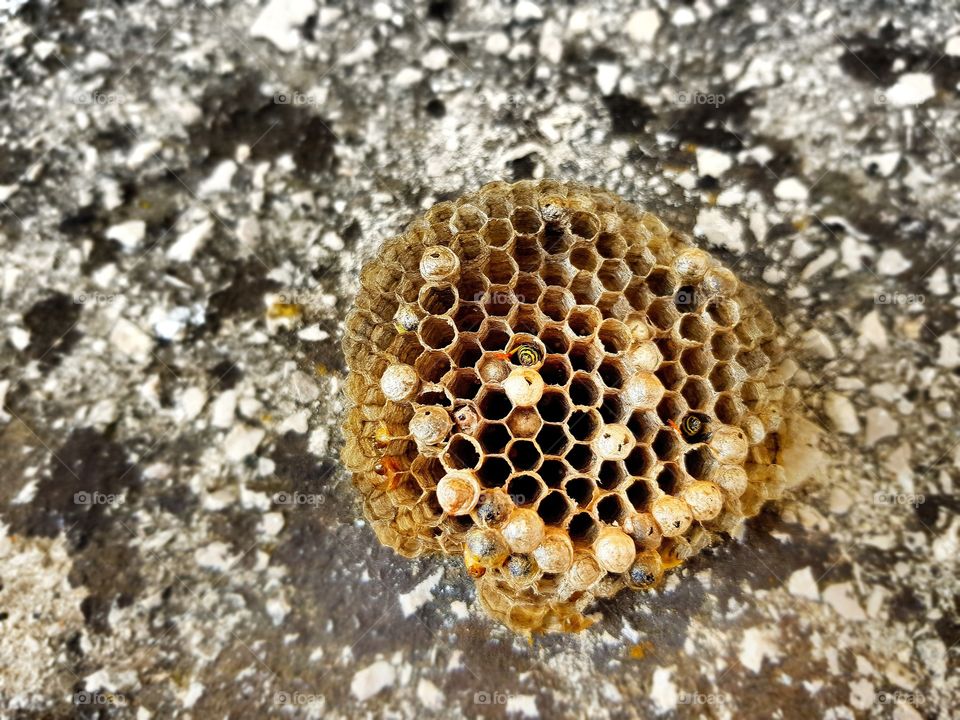 Bee nest in wild nature