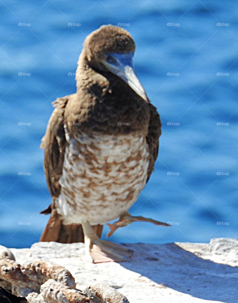 Brown Footed Booby
