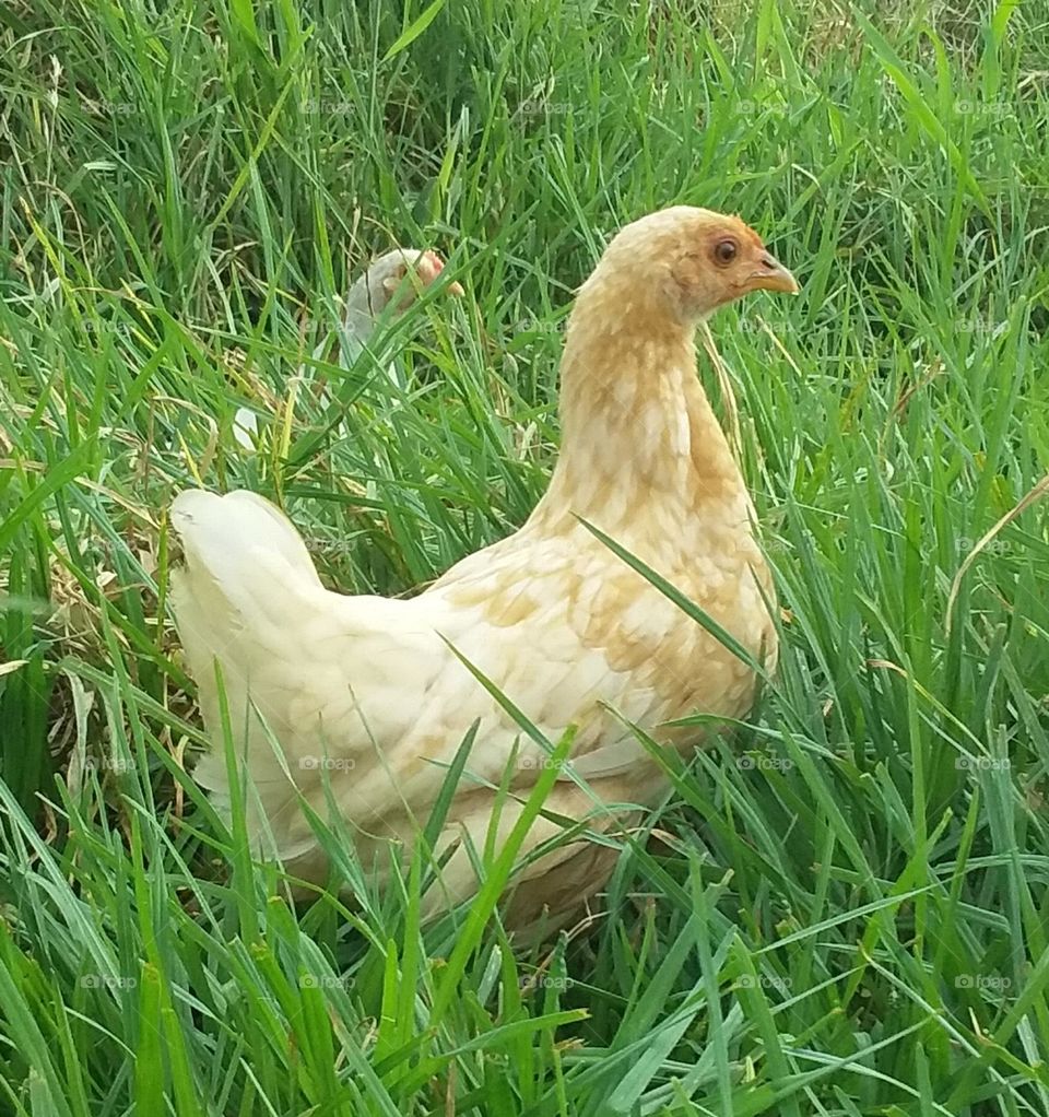 a brown speckled hen in green grass