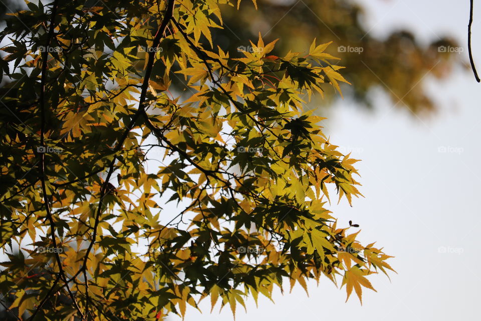 Under the maple