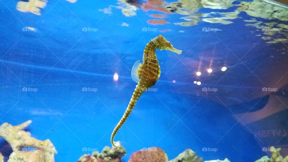 sea horse