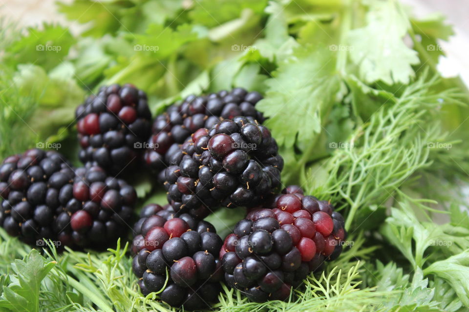 Blackberry on the grass