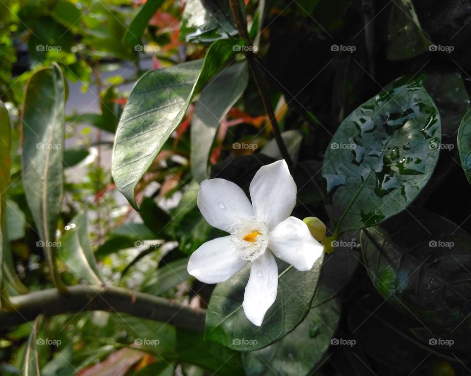 White flower on the yard