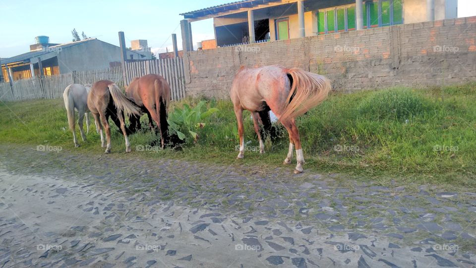 cavalos brasileiros pastand