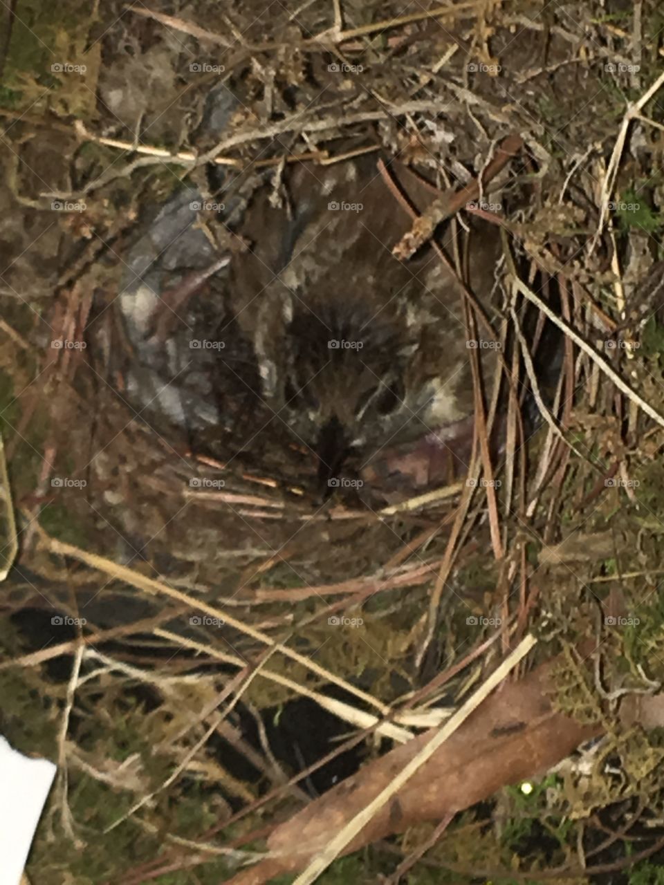 Bird nest on my deck