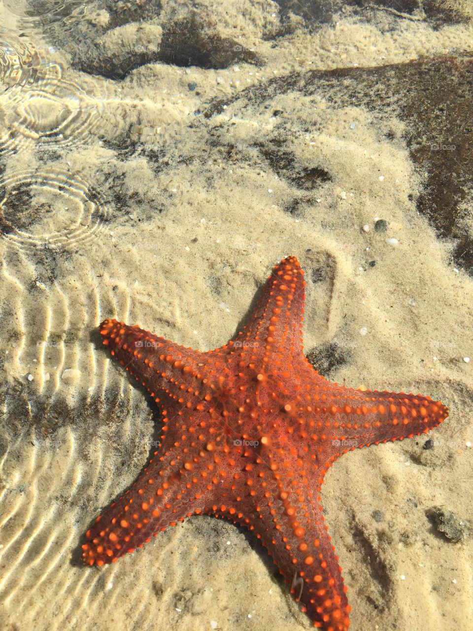 Starfish, Sea, Beach, Ocean, Sand