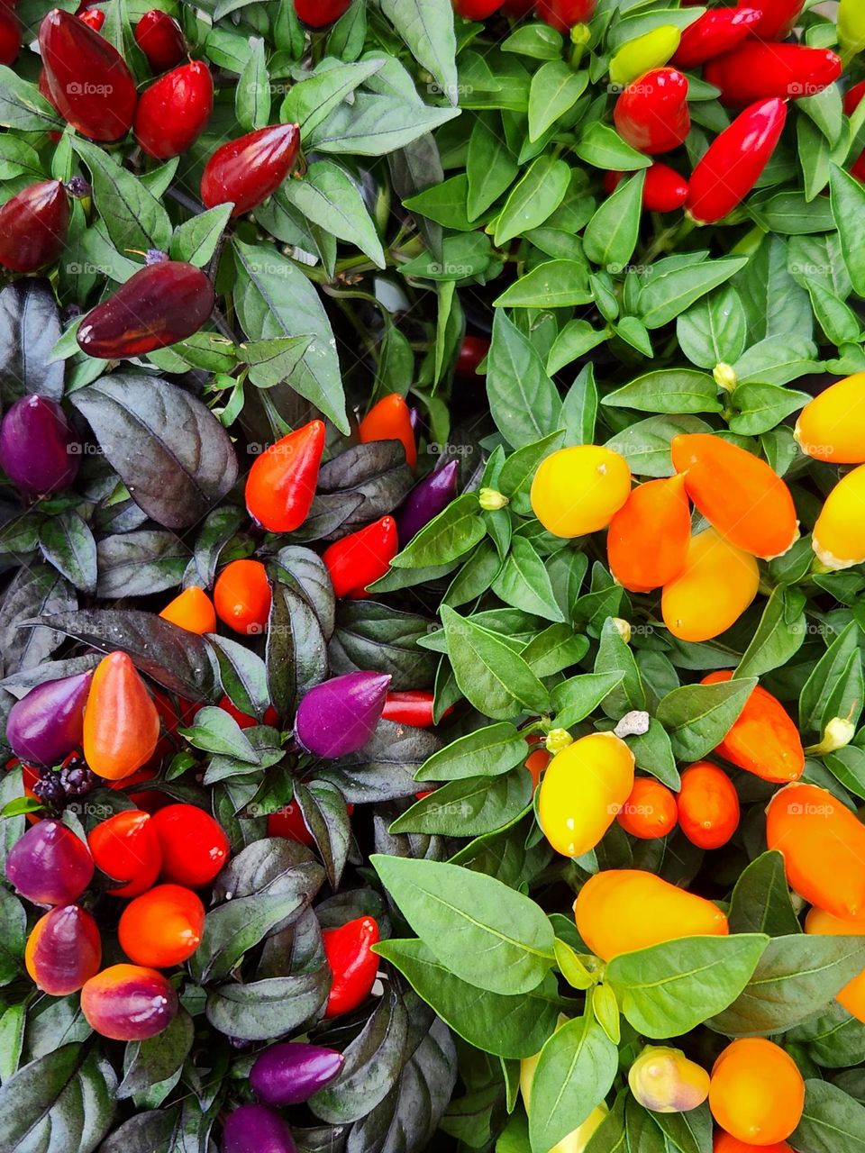 brightly colored ornamental peppers for sale in an Oregon market