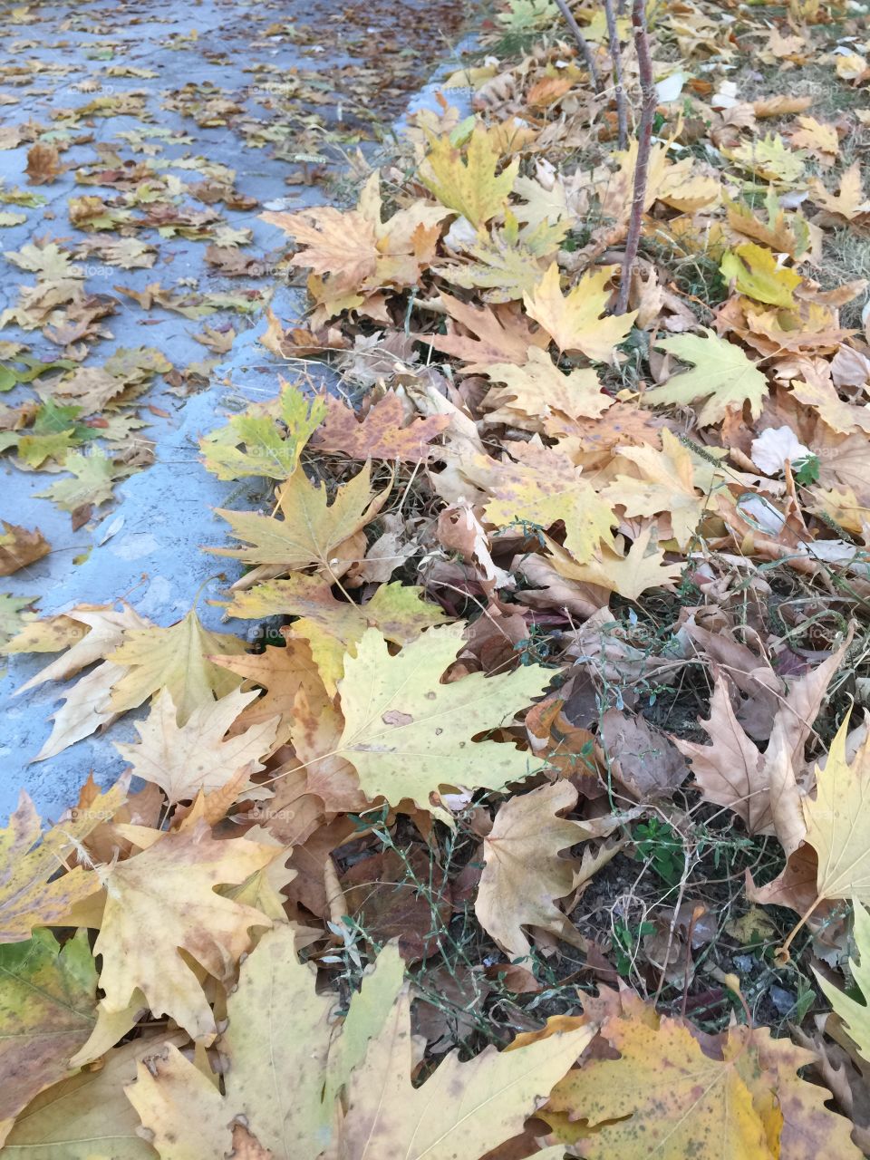 Leaves in fall