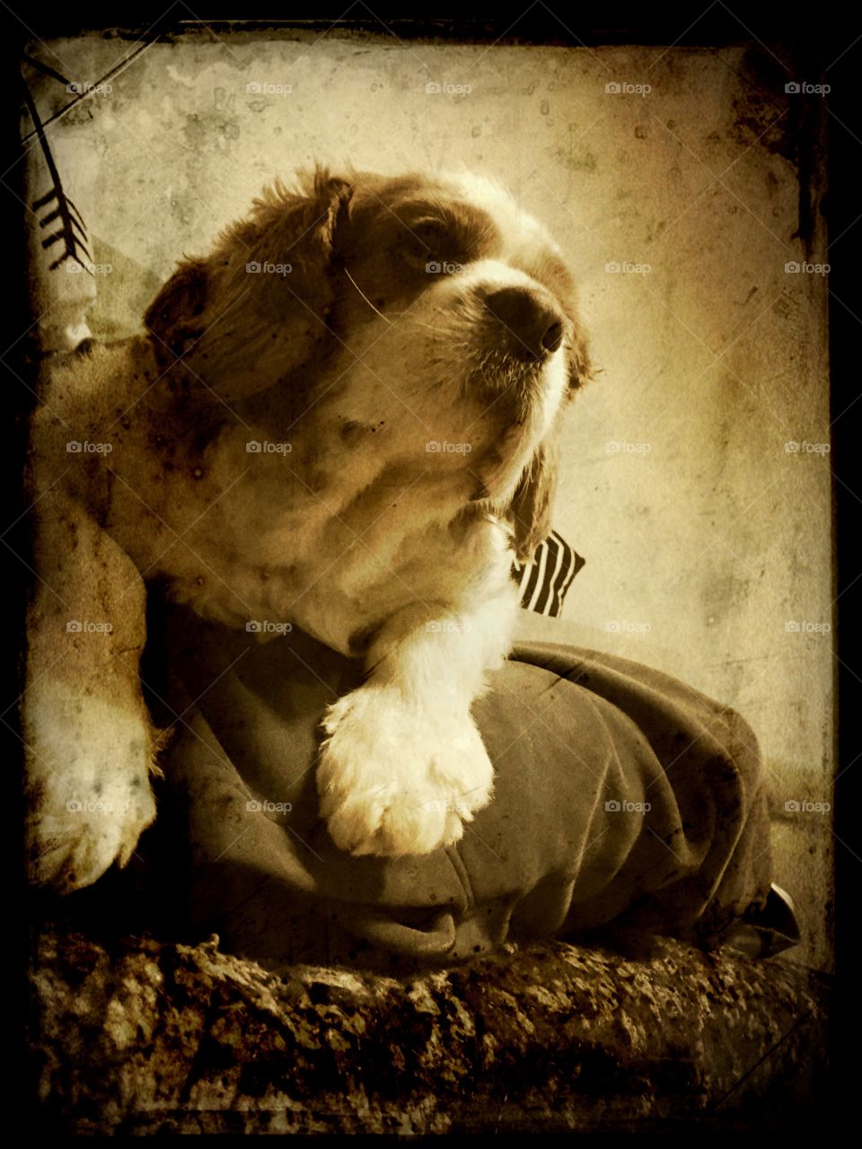 Charlie Brown the King of King Charles Cavaliers...according to him.