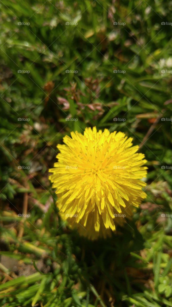 Double dandelion