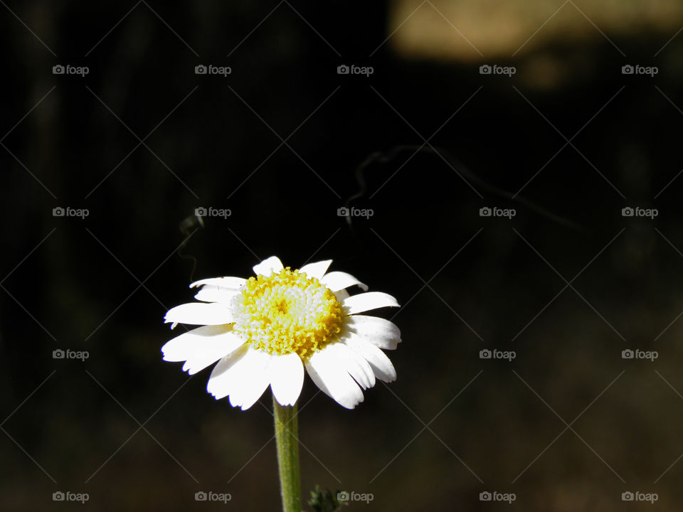  Pretty white daisy flower in a forest.
