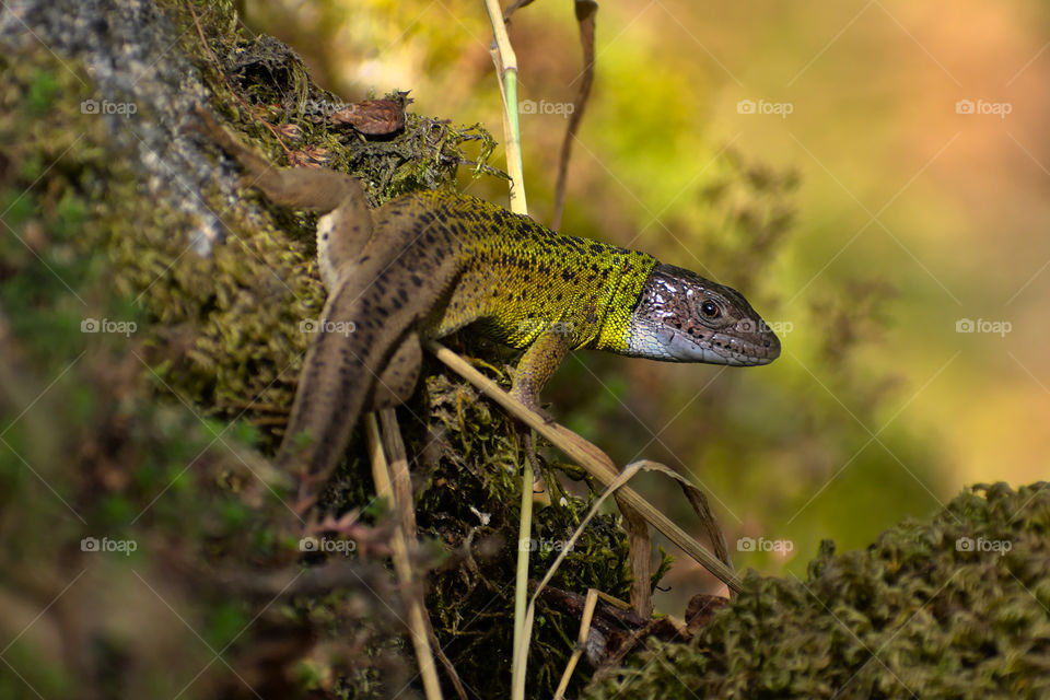 Water lizard starting to show the blue colored head characteristic to males during mating time. This beautiful species, endemic to the Iberian Peninsula, can usually be found near water courses or humid forest environments.