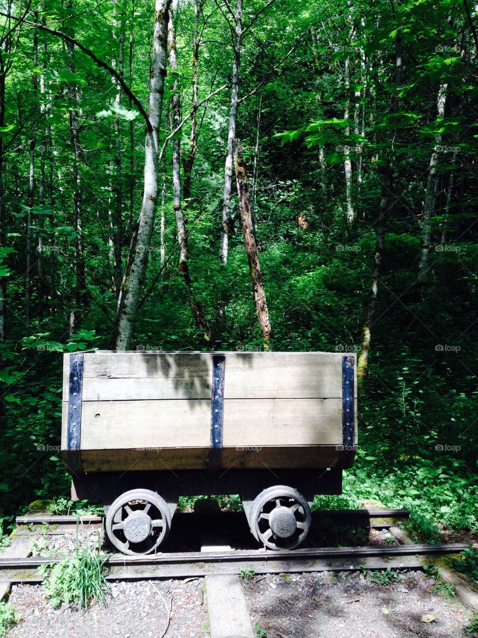 Miner49er. Mining cart in the woods
