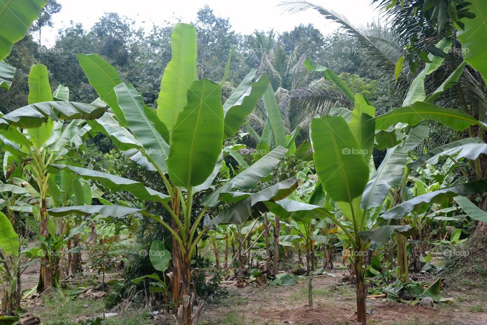 Banana grove