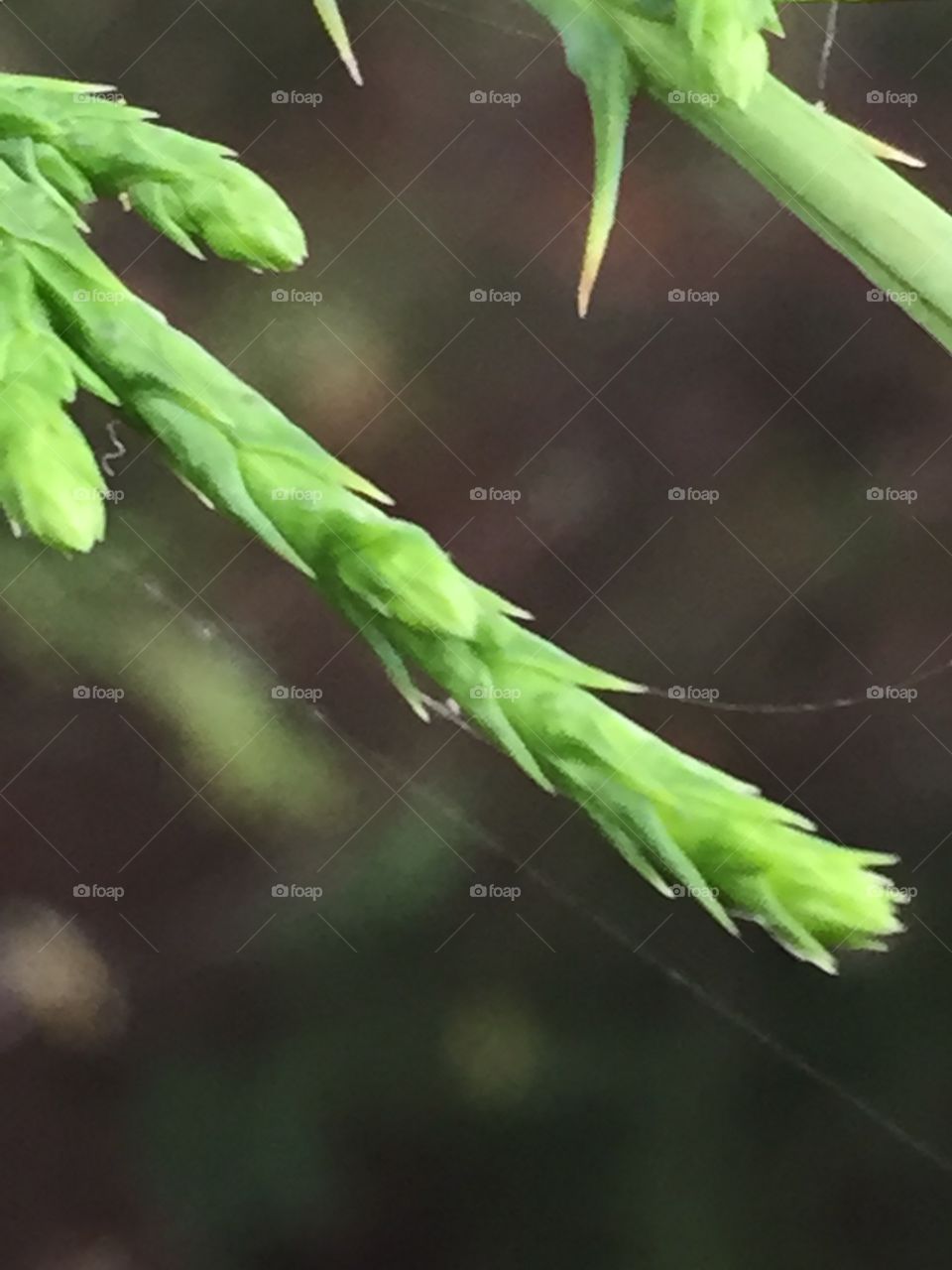 Close up of a cedar branch