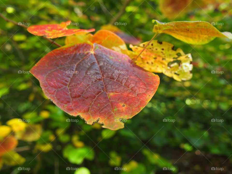 macro leaf autumn golden by ptrendy