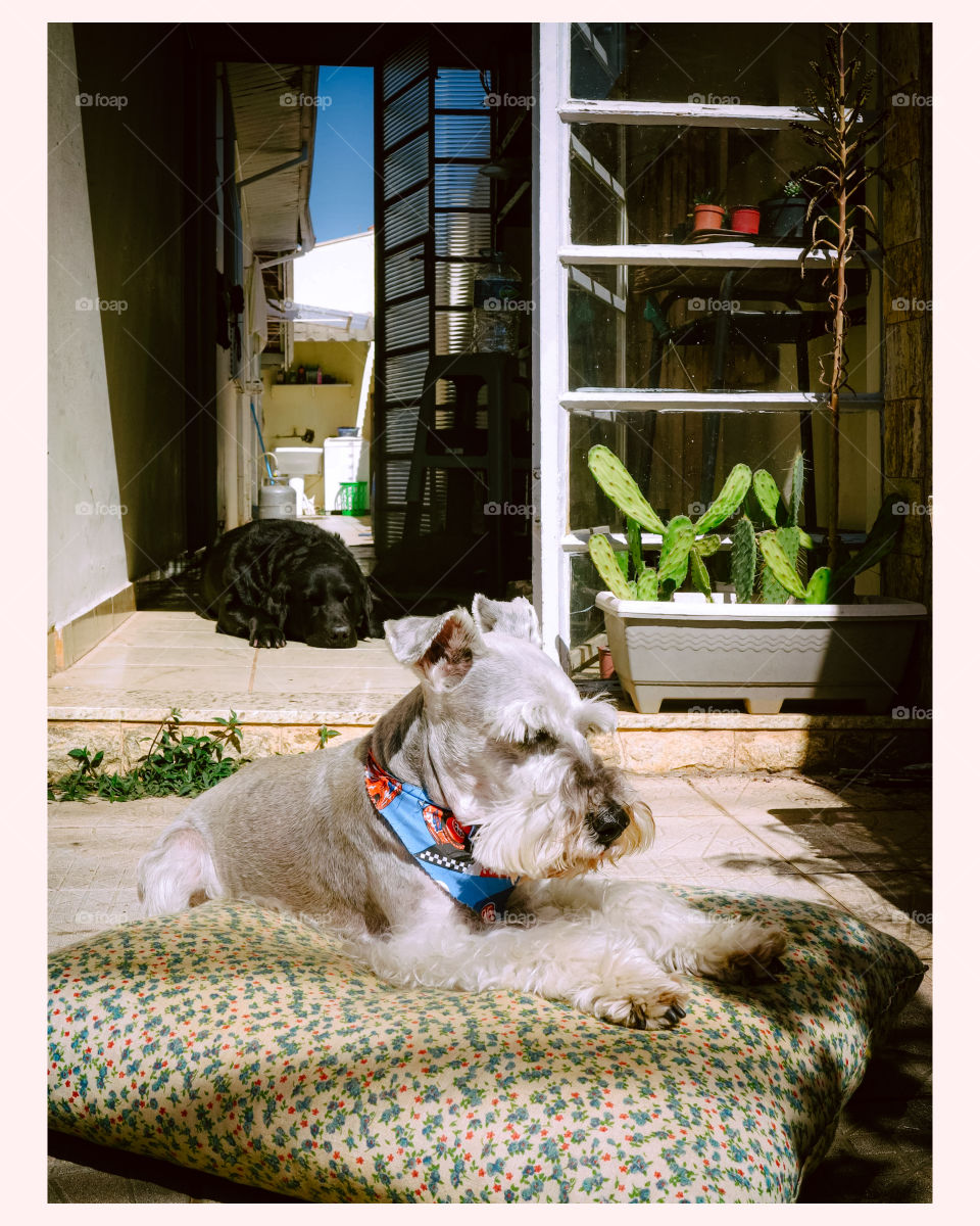 old dogs taking a Sun bath. A Schnauzer and a Black Labrator
. there is a sense of comfort, warmth, with cacti in the background.