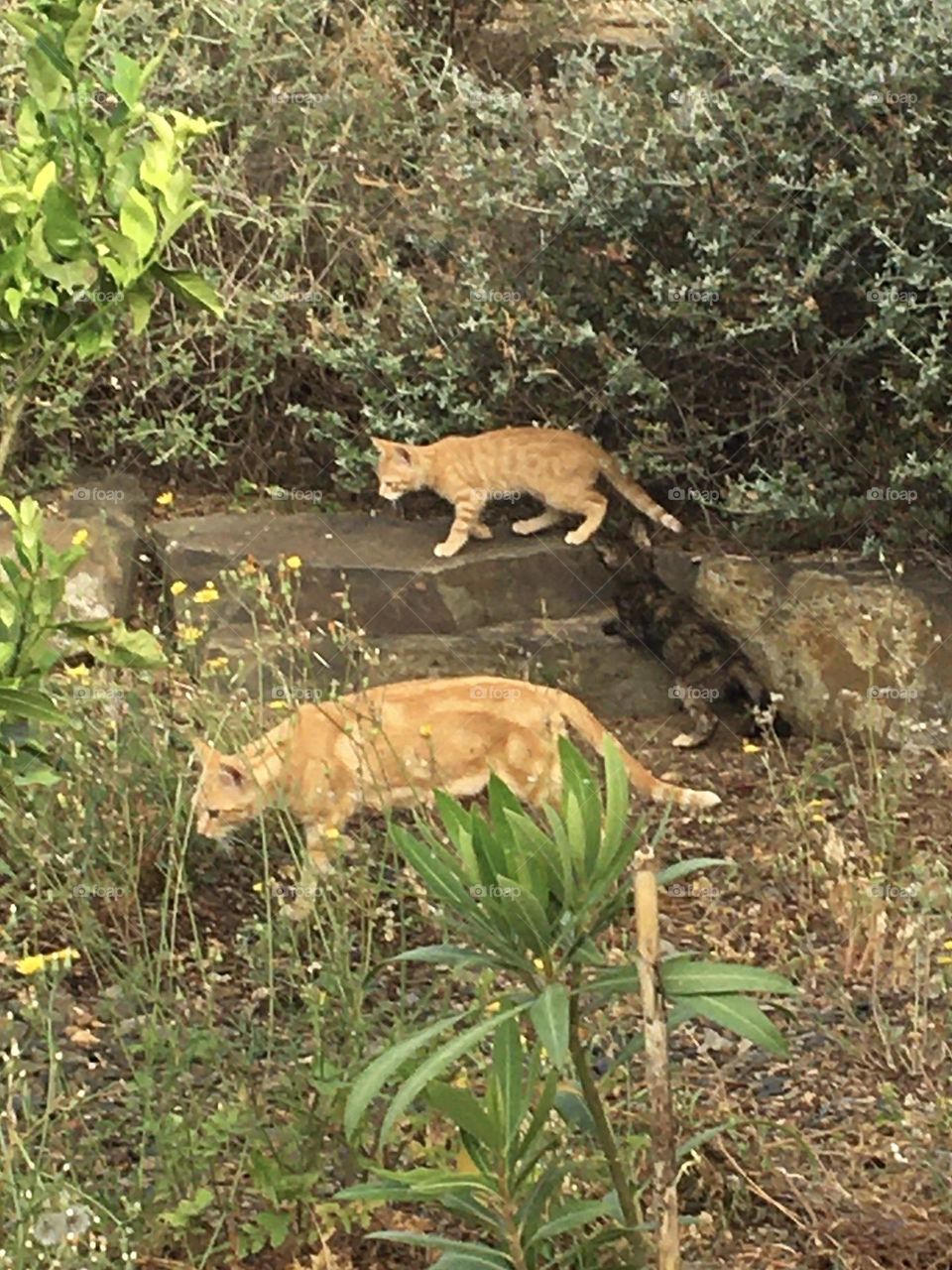 Young kitten learning by imitating Mother cat