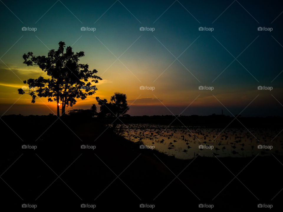 One of my best for silhoutte Photography showing beauty of Indian agriculture and grasses of paddy #silhoutte