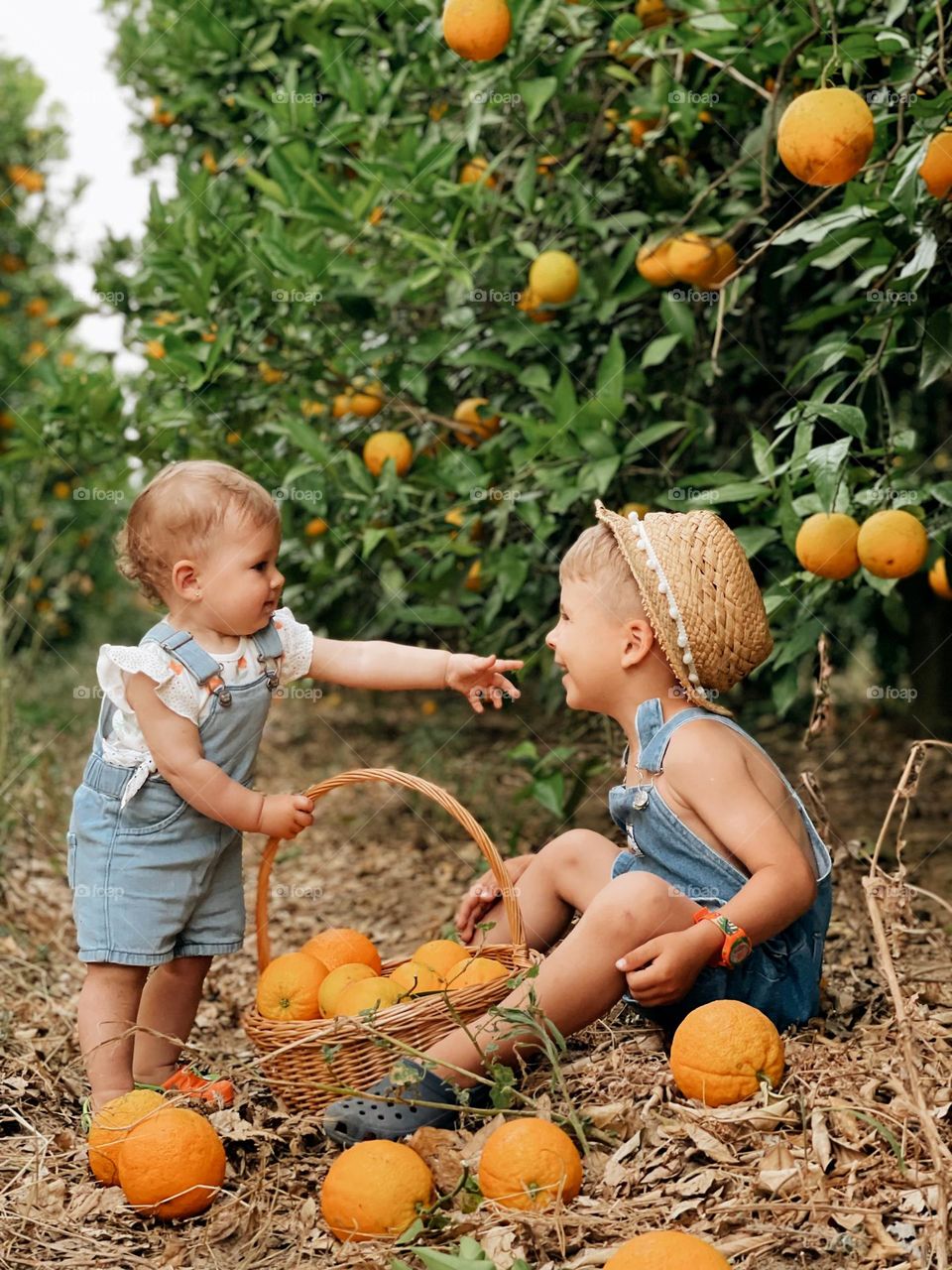 Sister and brother in Orange orchards in Portugal .Portugal summer.Oranges 