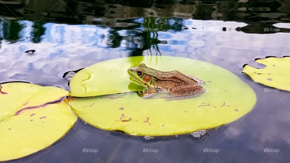 Sunbathing