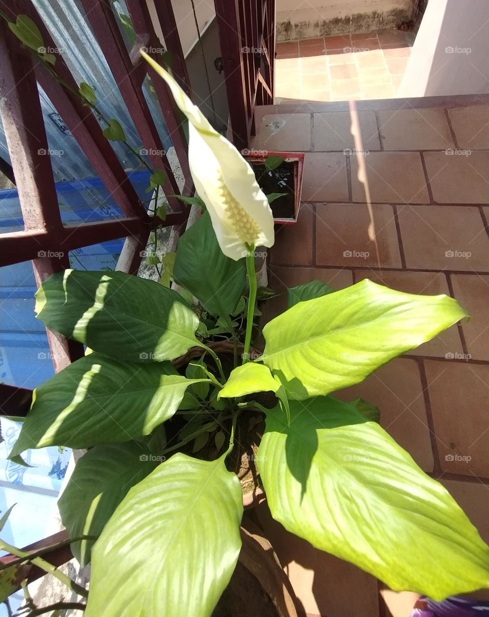 peace Lilly plant with flowers