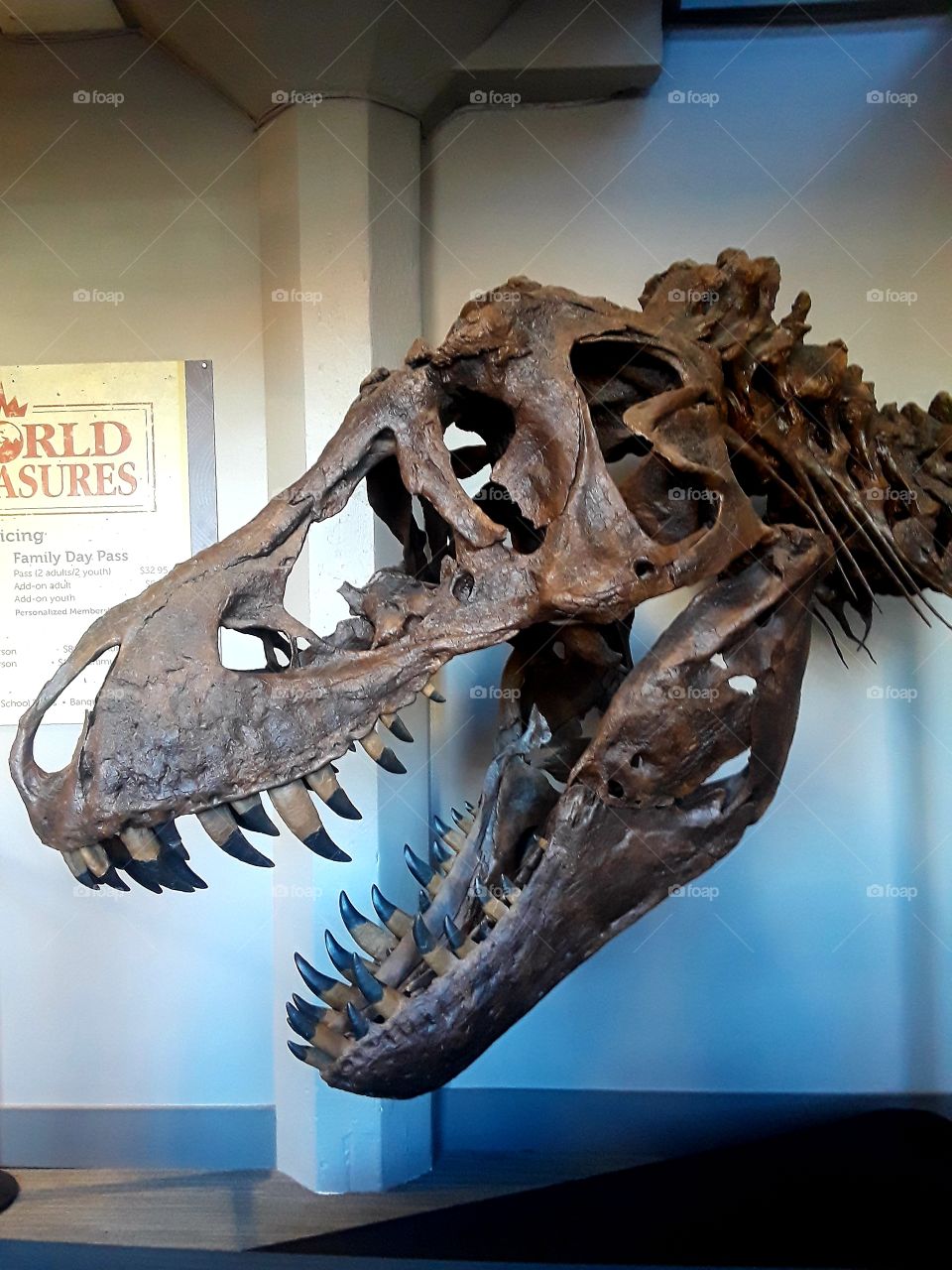 Dinosaur Scull T Rex Skeleton Close Up