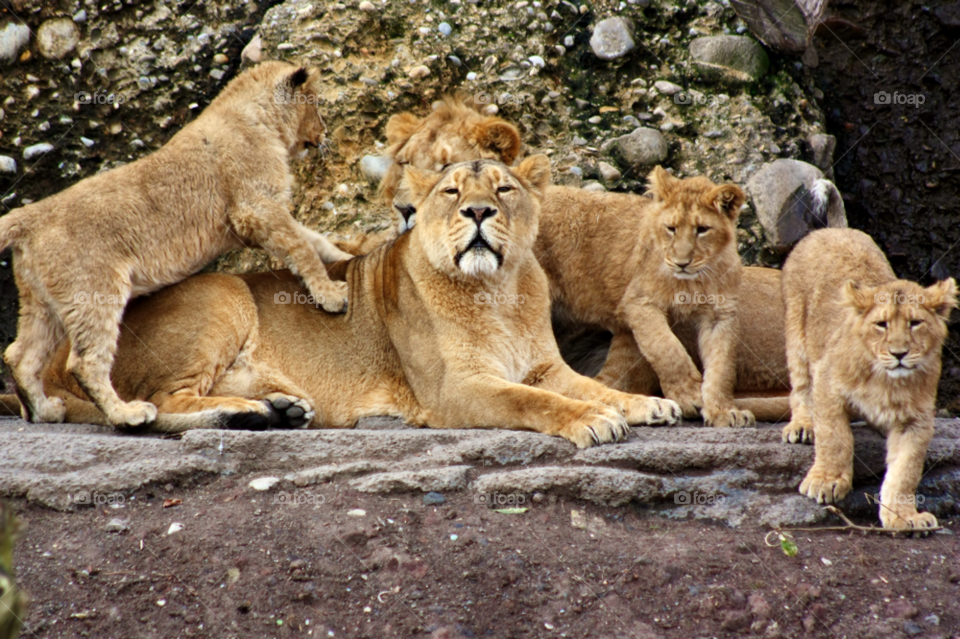 Lioness with cubs resting on rock