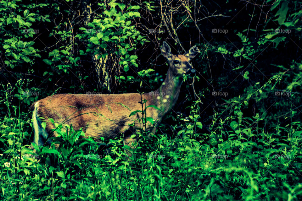 deer roaming forest