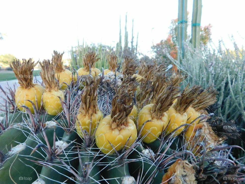 cactus natural beauty