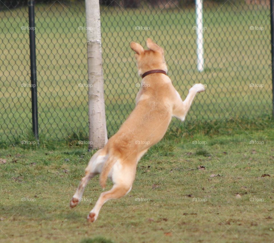 It was dog park time today and it was very busy! . Happy excited dogs were running around and playing. This dog was literally bounding in the air he was so happy to play with his friends!