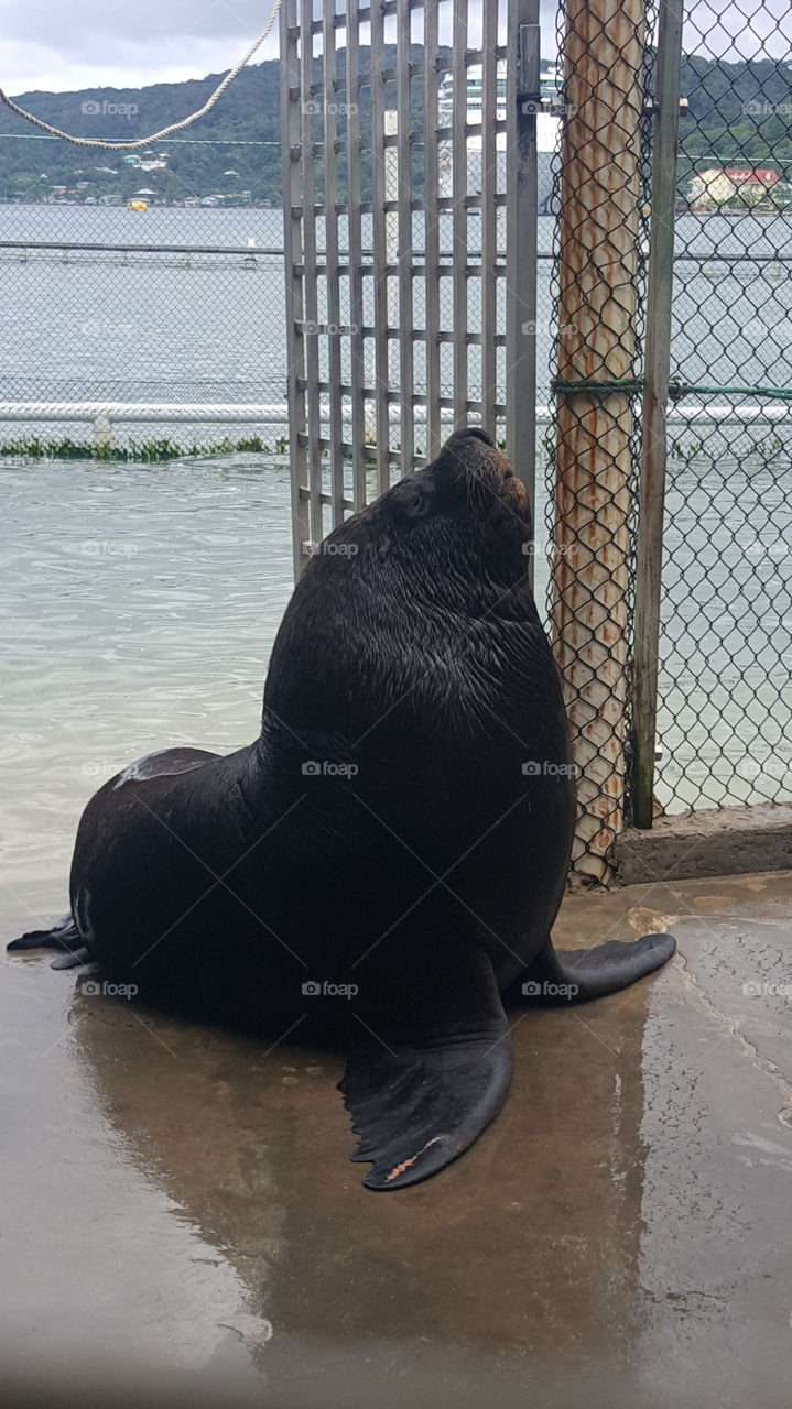 Sea lion