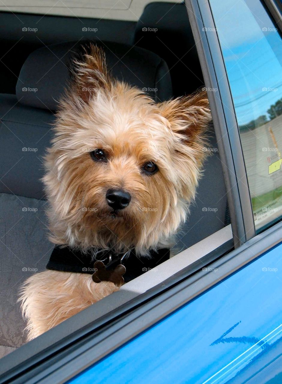 Sophie ready for a ride. Our cairn terrier Sophie ready for us to take her for a ride