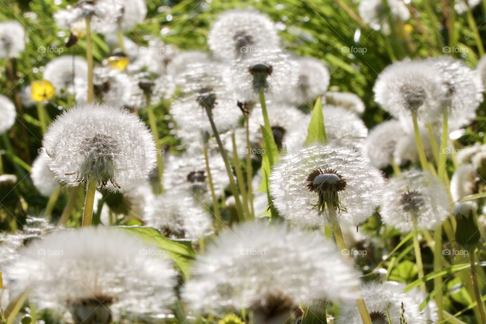 Dandelion Field