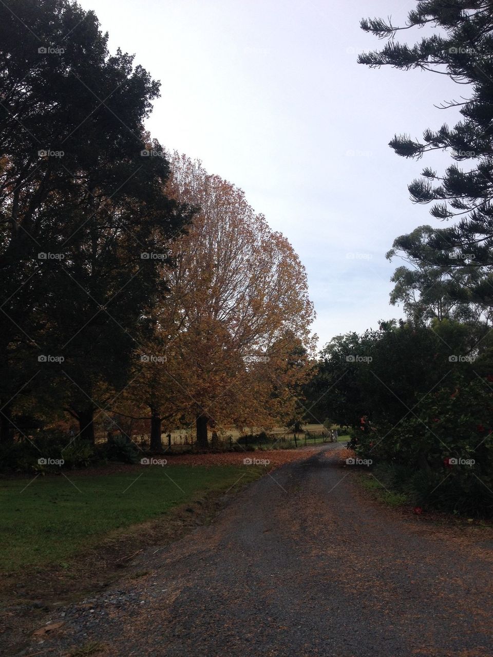 Autumn Tree Line