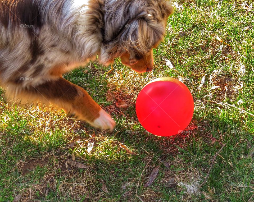 Dog Versus Balloon