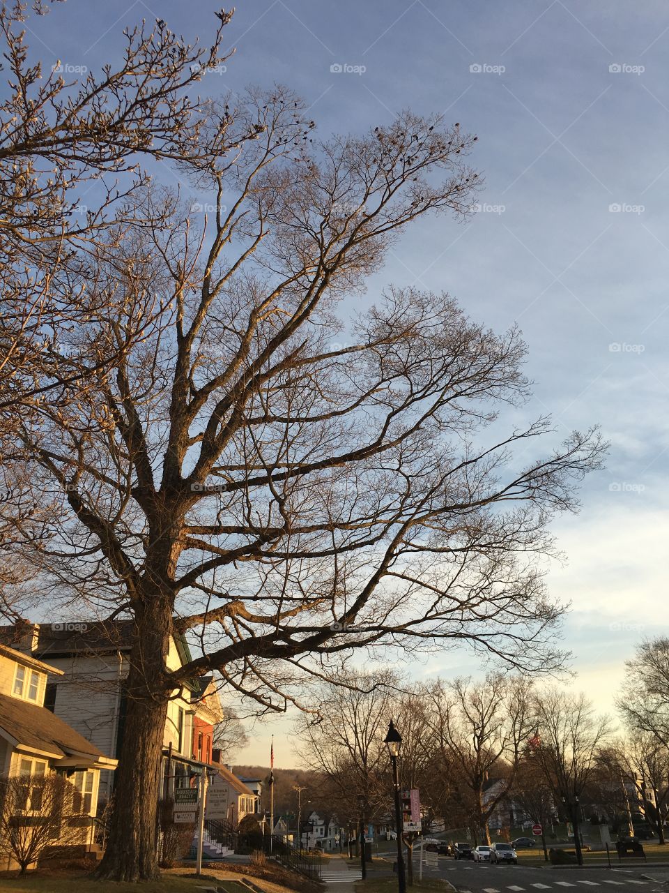 Birds on a tree in January