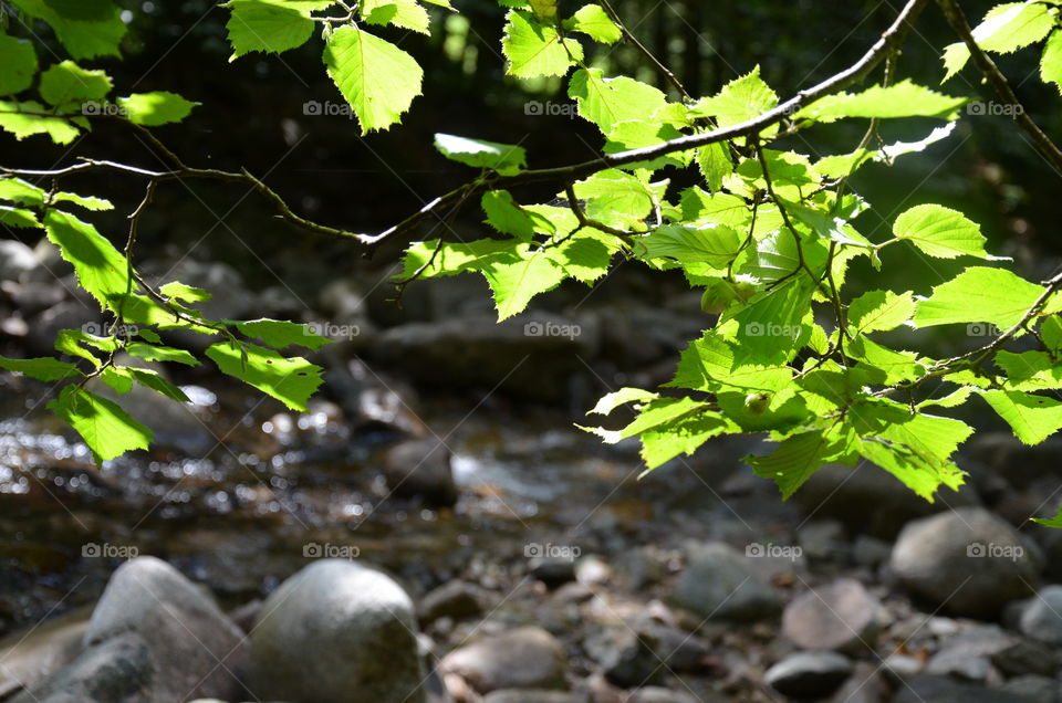 sun shining on the green leaves of the trees with the river behind