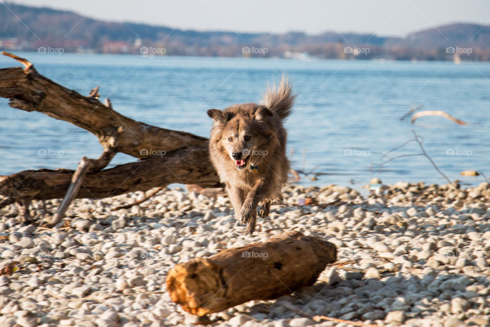 Running dog at lake
