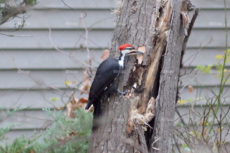 Woodpecker Eating Bugs