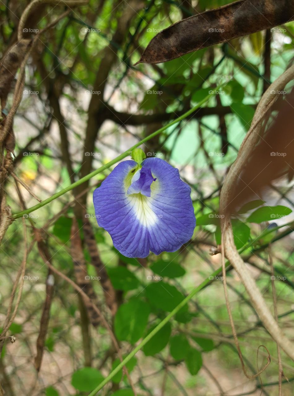 නිල් කටරොලු මල, clitoris flower