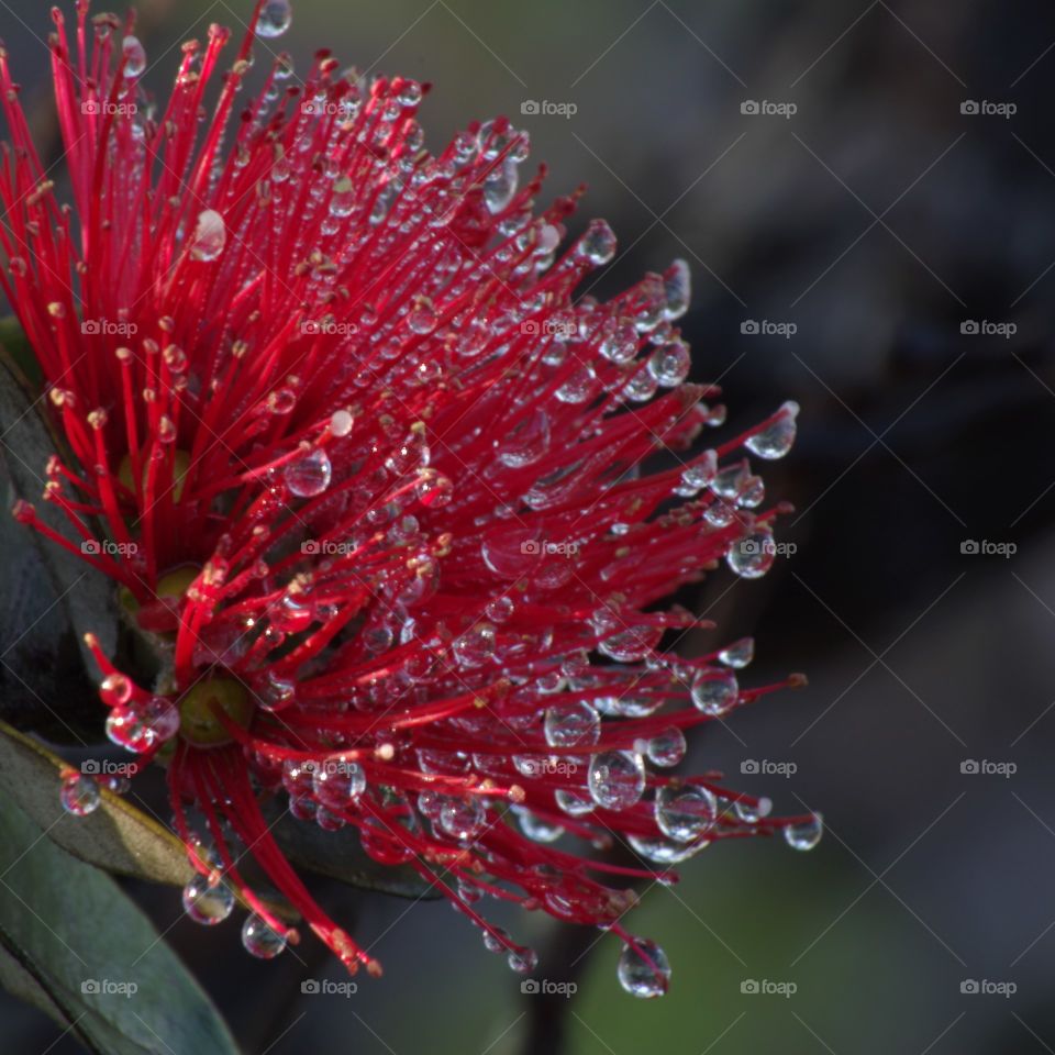 Water drops from steam vents on ohia lehua in Hawaii Volcanoes National Park.