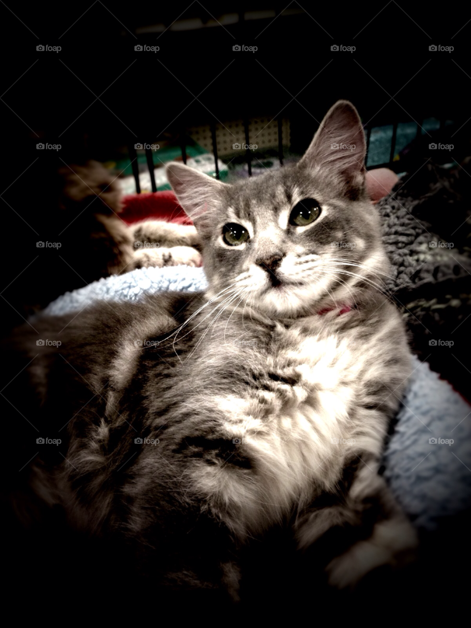 grey and white cat at the pet store up for adoption hoping to be chosen by stevehardley7